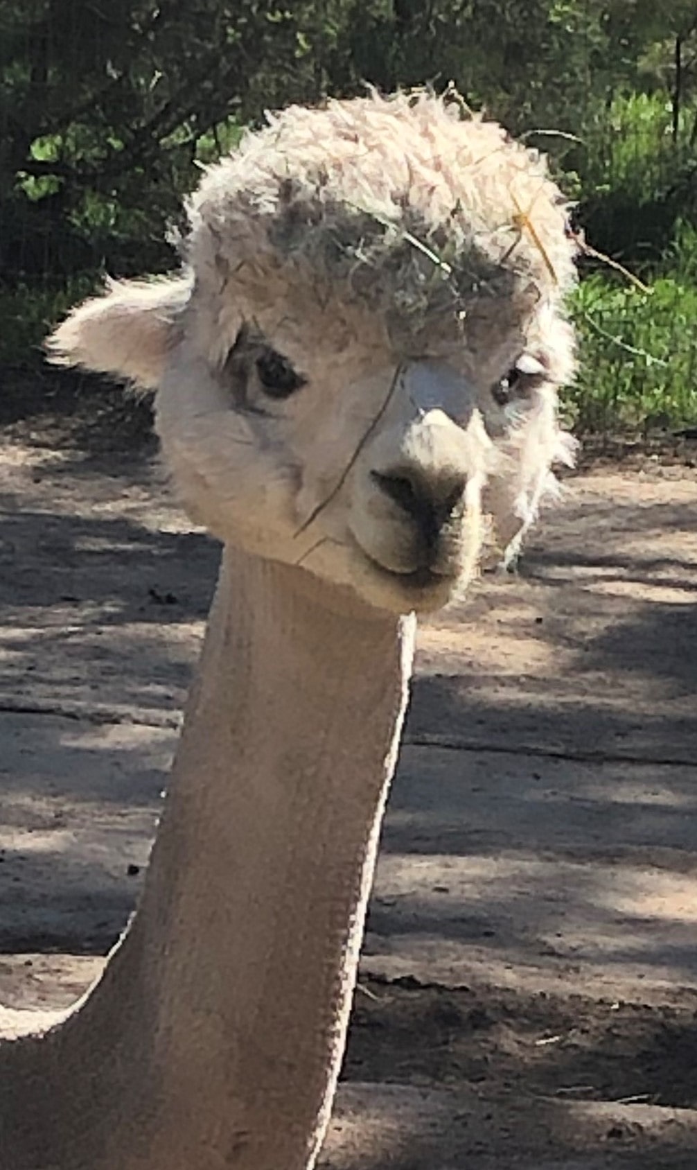 White alpaca with grass on his face