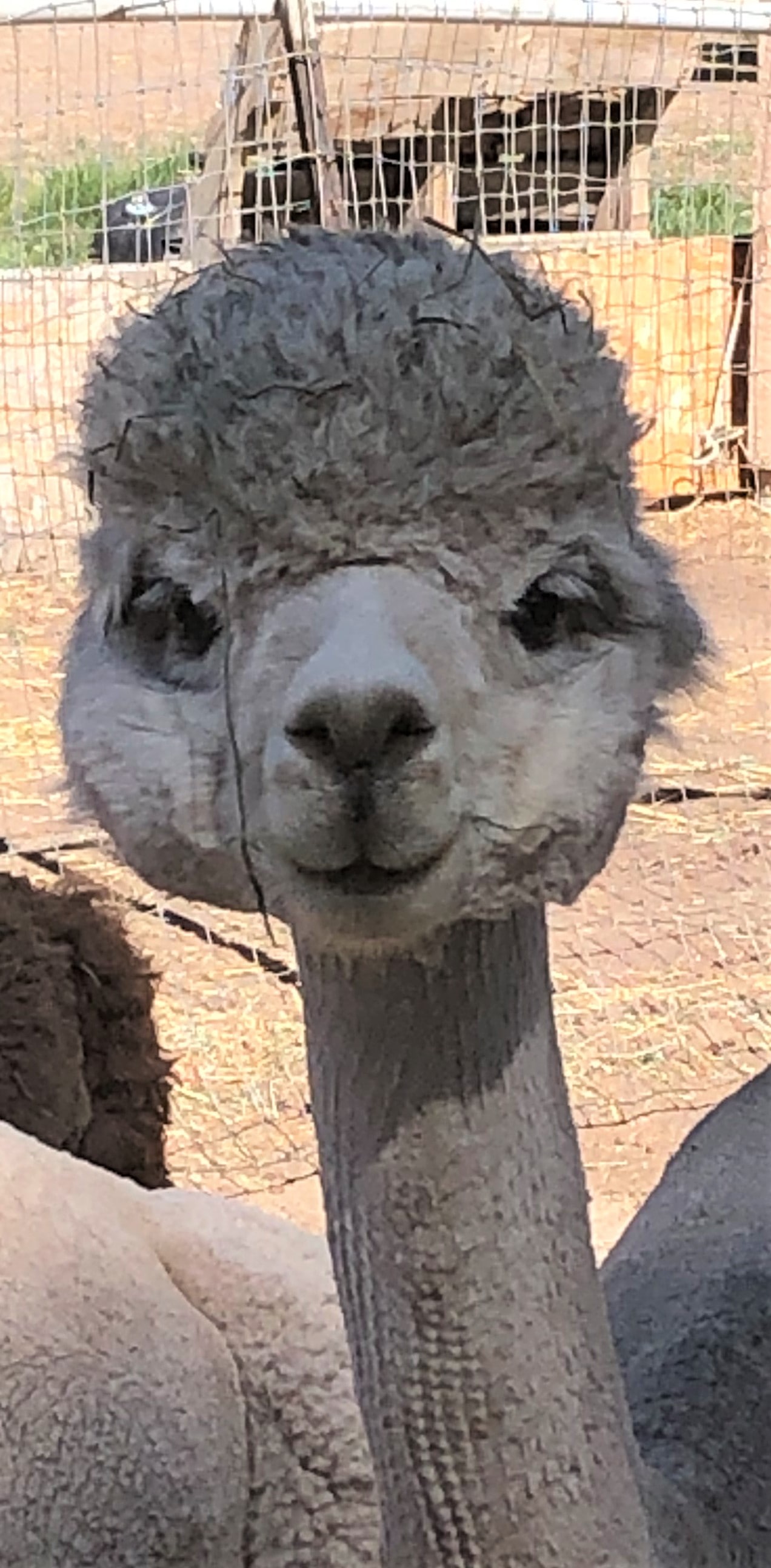 Alpaca with a freshly shorn neck and poofy hair