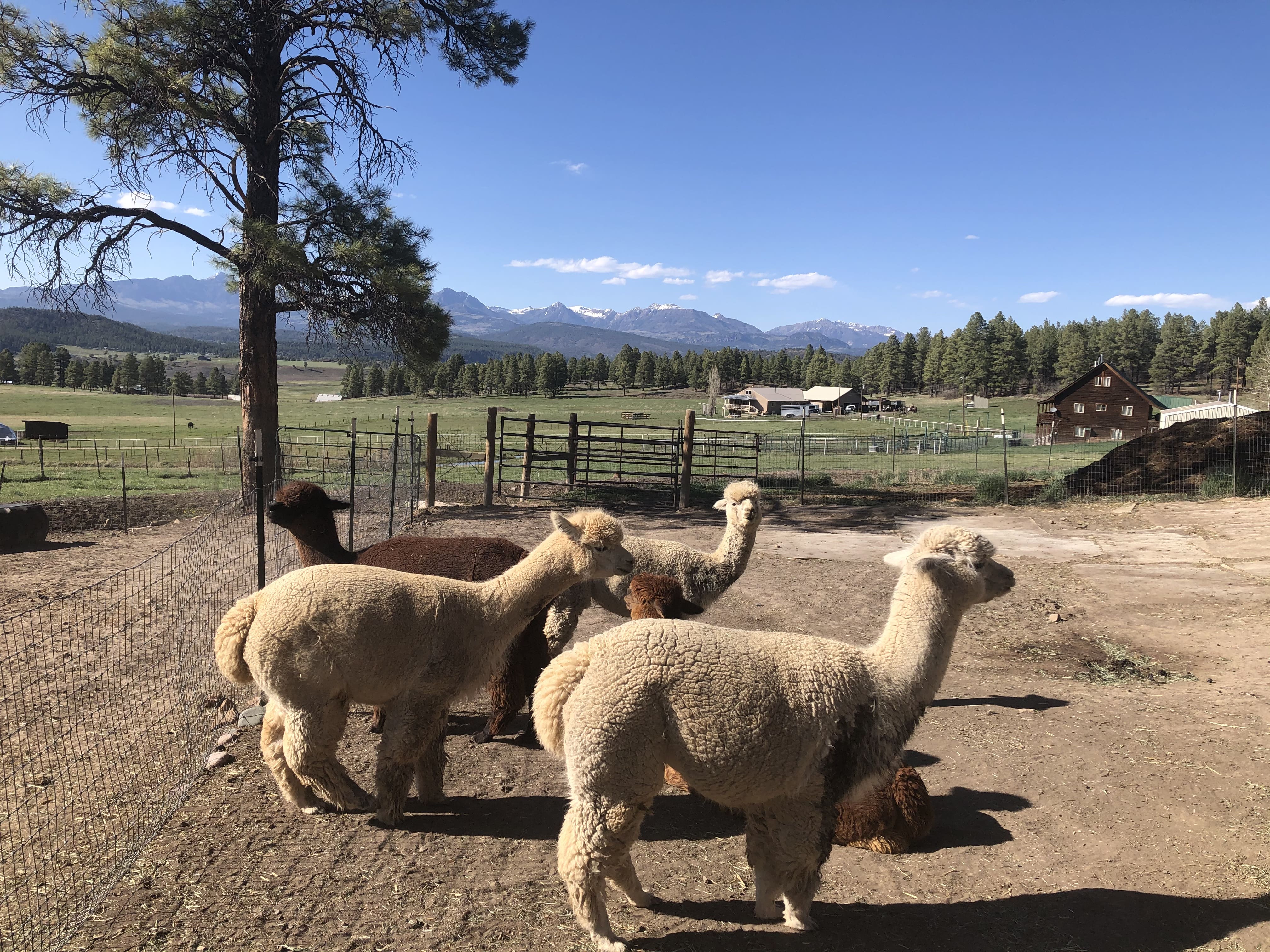 Group of pregnant alpacas