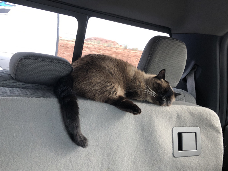 Lumpy Space Princess sleeping in the backseat