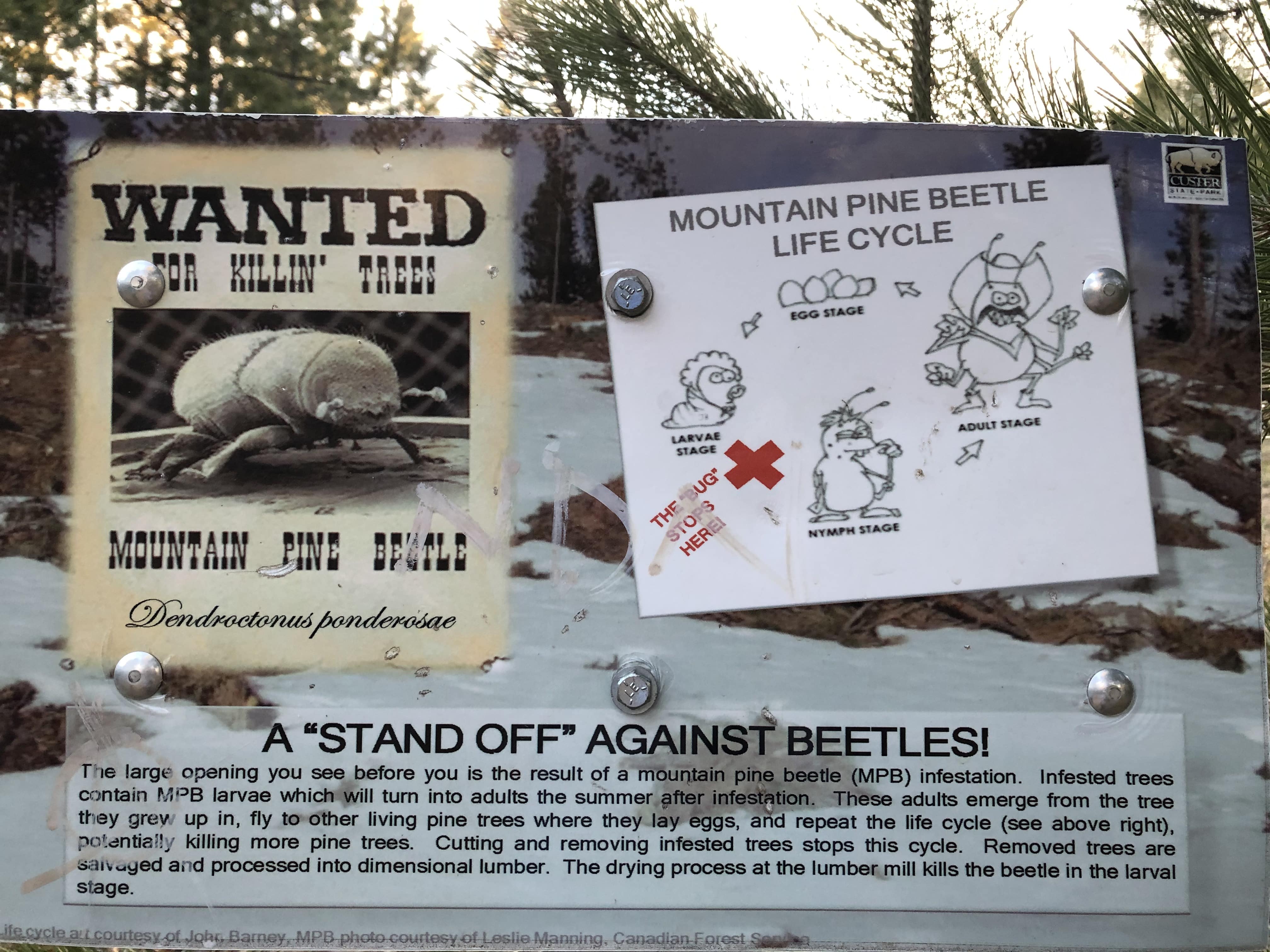 Warning about the dangers of Pine Beetles